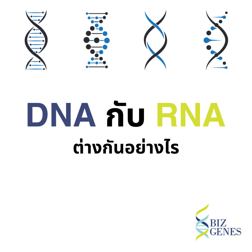 DNA กับ RNA ต่างกันอย่างไร